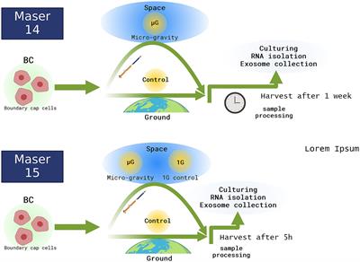 Effects of microgravity on neural crest stem cells